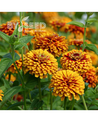 Zinnia Macarenia