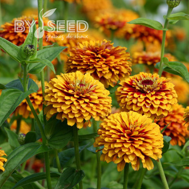 Zinnia Macarenia
