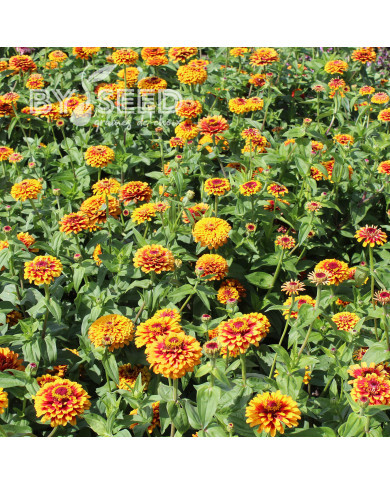 Zinnia Macarenia