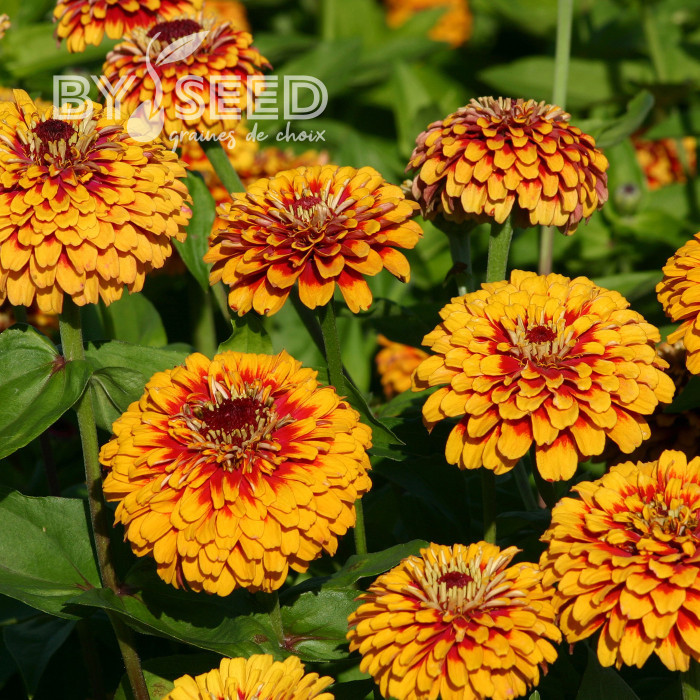 Zinnia Macarenia
