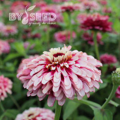 Zinnia Mazurkia