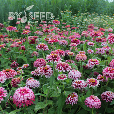 Zinnia Mazurkia