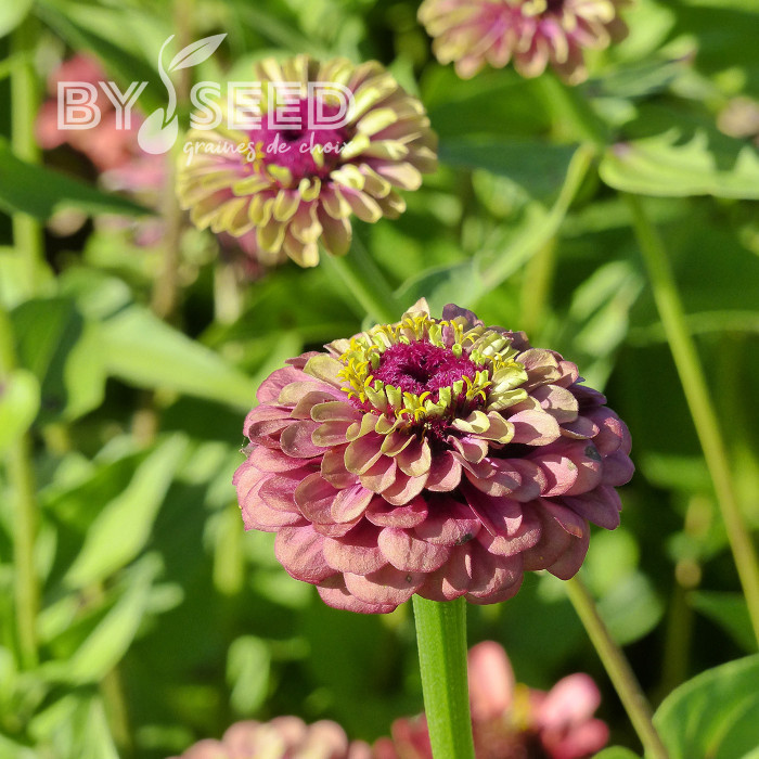 Zinnia Queen Red-Lime