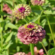 Zinnia Queen Red-Lime