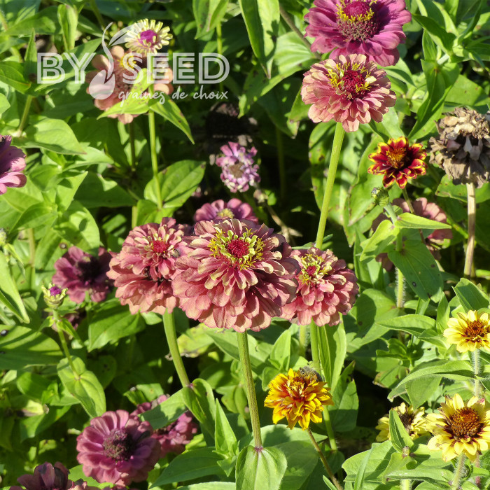 Zinnia Queen Red-Lime