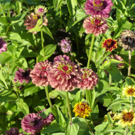 Zinnia Queen Red-Lime
