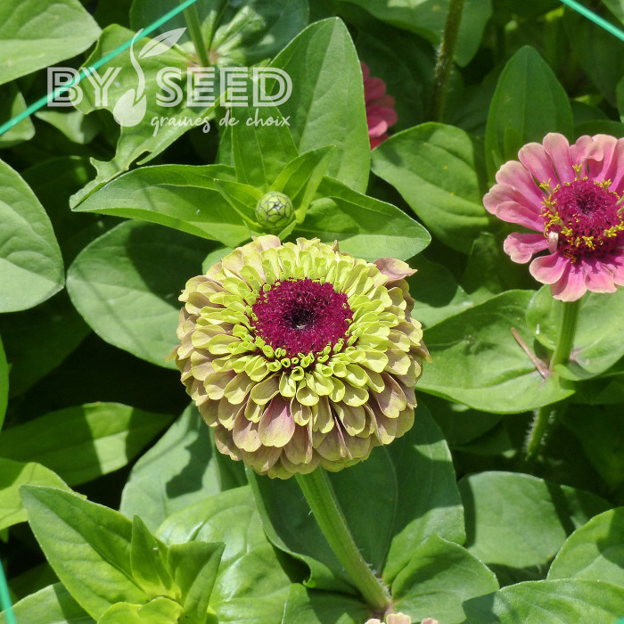 Zinnia Queen Red-Lime