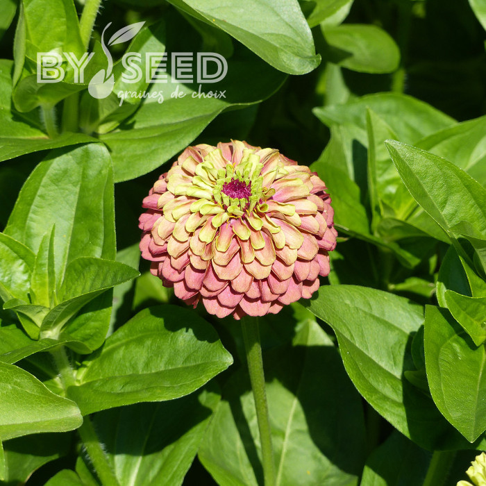 Zinnia Queen Red-Lime