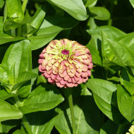 Zinnia Queen Red-Lime