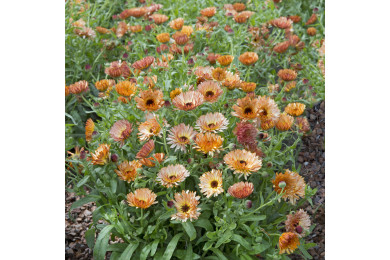 Souci Orange Flash