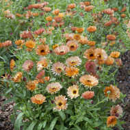 Souci Orange Flash