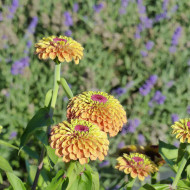 Zinnia Queen Lime Orange