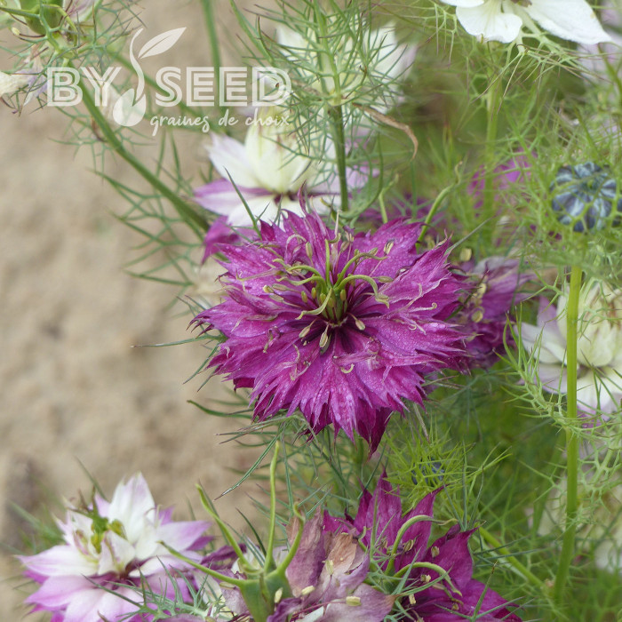 Nigelle de Damas Persian Rose