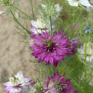 Nigelle de Damas Persian Rose