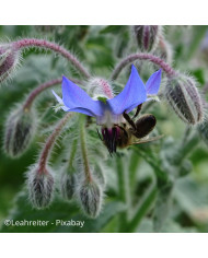 Bourrache officinale bleue BIO