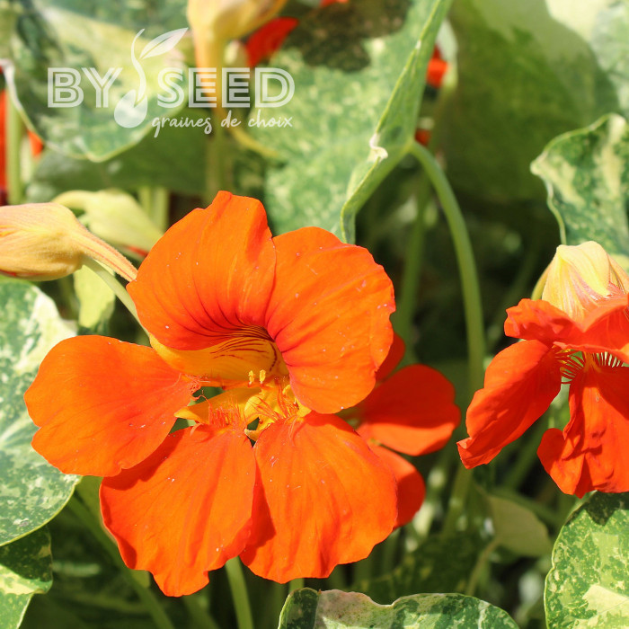 Capucine naine Orange Troika