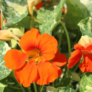 Capucine naine Orange Troika
