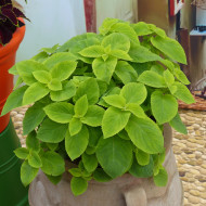 Coléus Mezmerize® Bright Green