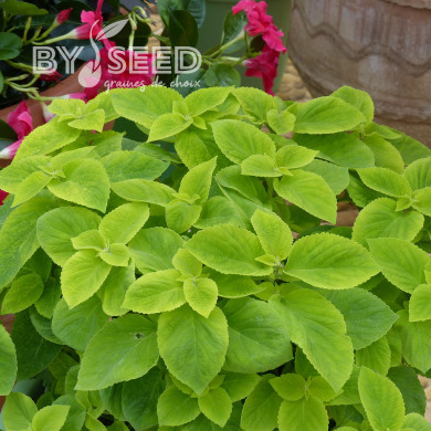 Coléus Mezmerize® Bright Green