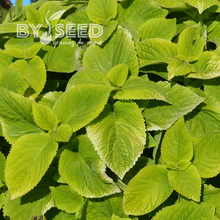 Coléus Mezmerize® Bright Green