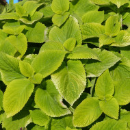 Coléus Mezmerize® Bright Green