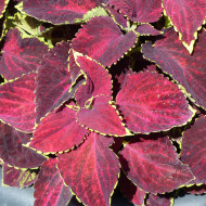 Coléus Mezmerize® Chocolate Lime Edge