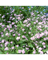 Myosotis Mammouth