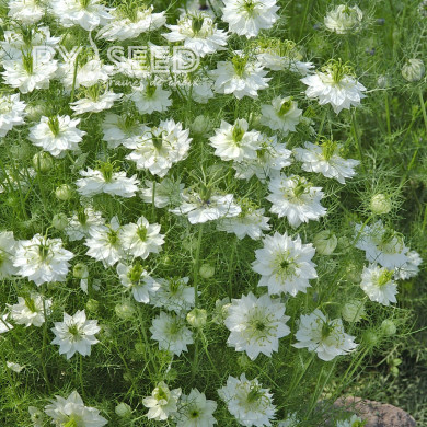 Nigelle de Damas Blanche à capsule verte - Albion Green Pod