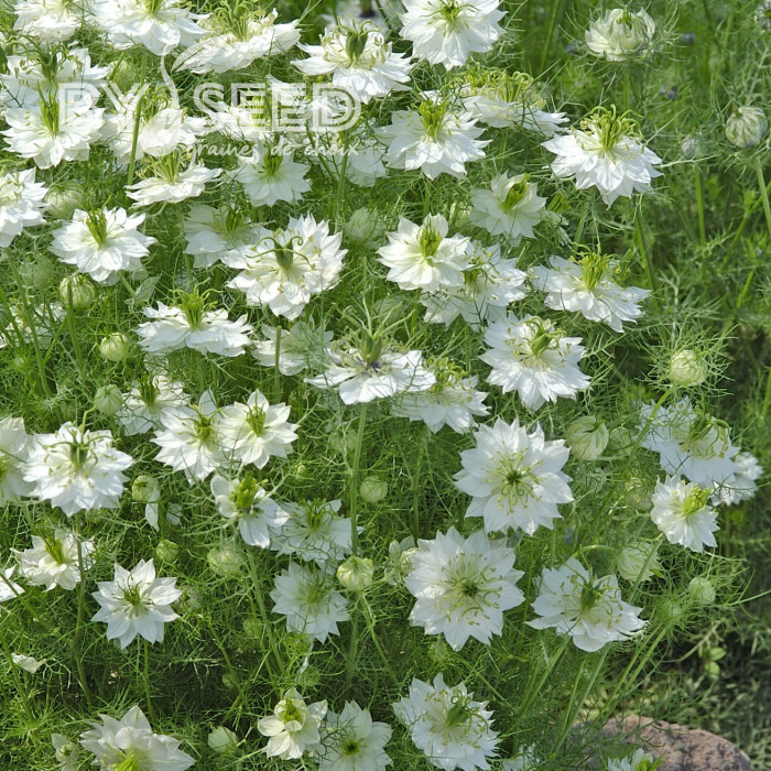 Nigelle de Damas Blanche à capsule verte - Albion Green Pod