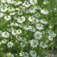Nigelle de Damas Blanche à capsule verte - Albion Green Pod