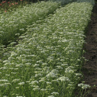 Orlaya grandiflora