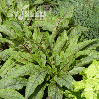 Oseille - Rumex sanguineus