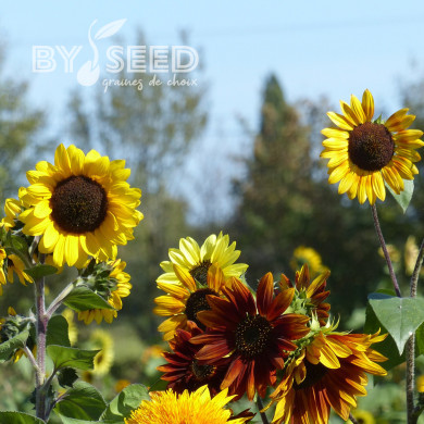 Tournesol haut Autumn Beauty Mix
