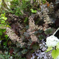 Heuchère micrantha Palace Purple