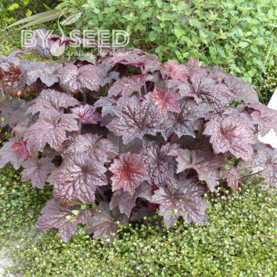 Heuchère micrantha Palace Purple
