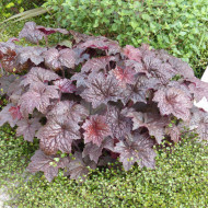 Heuchère micrantha Palace Purple