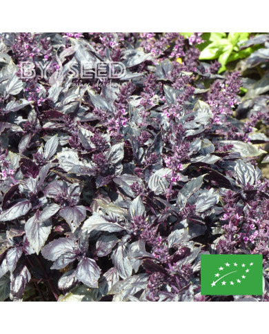 Basilic Red Rubin BIO
