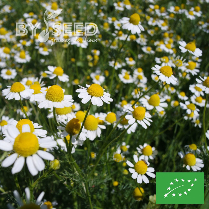 Camomille allemande BIO (Matricaria recutita)