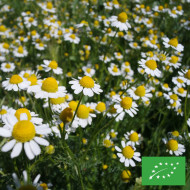 Camomille allemande BIO (Matricaria recutita)