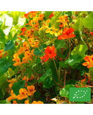 Capucine grimpante Jewel of Africa