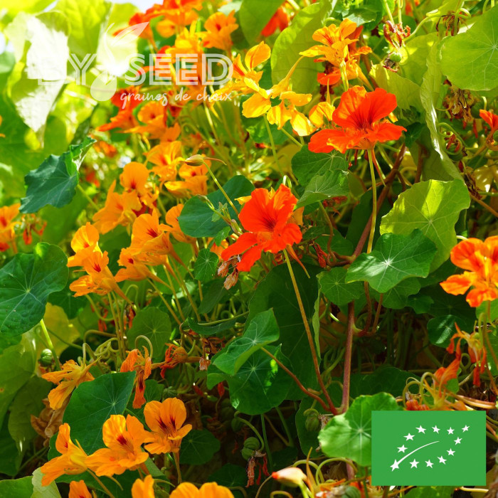 Capucine grimpante à fleurs simples Mix BIO