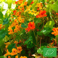 Capucine grimpante à fleurs simples Mix BIO