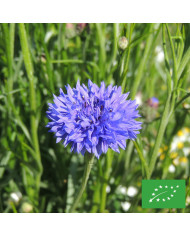 Centaurée barbeau Blue Boy