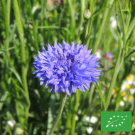 Centaurée barbeau Blue Boy BIO