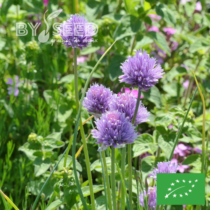 Ciboulette commune BIO