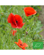 Coquelicot à grande fleur rouge