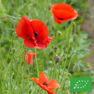 Coquelicot à grande fleur rouge BIO
