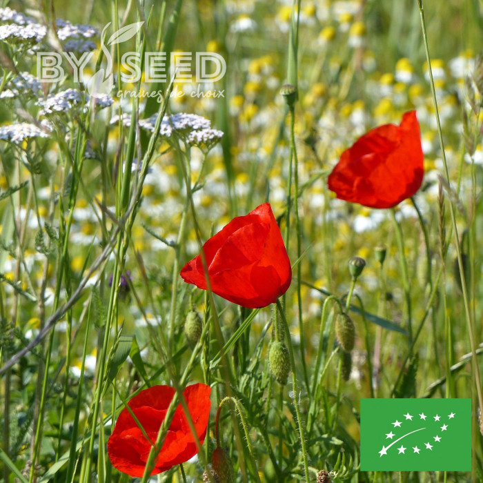 Coquelicot à grande fleur rouge BIO