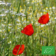 Coquelicot à grande fleur rouge BIO