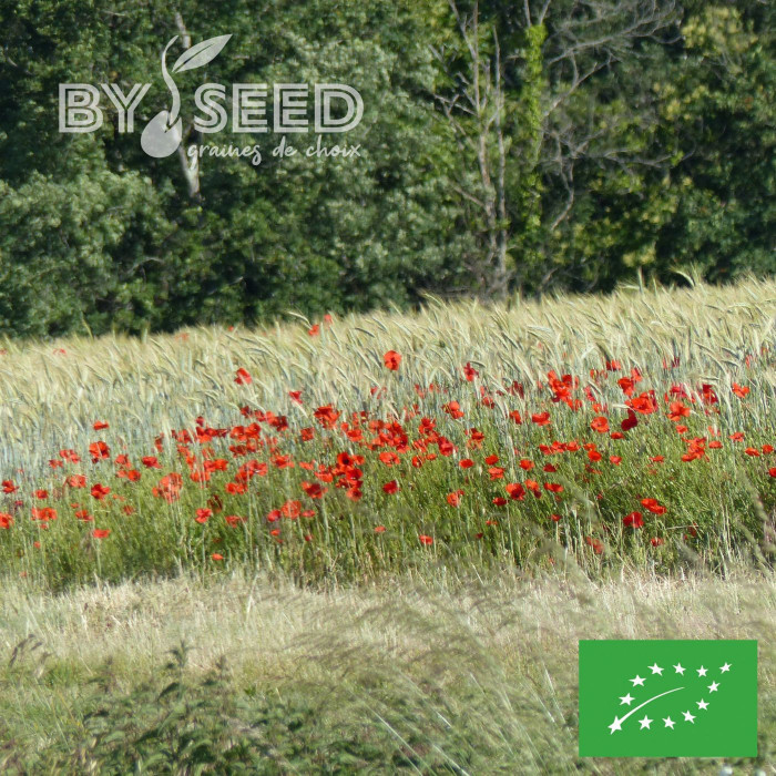 Coquelicot Pavot des Moissons BIO